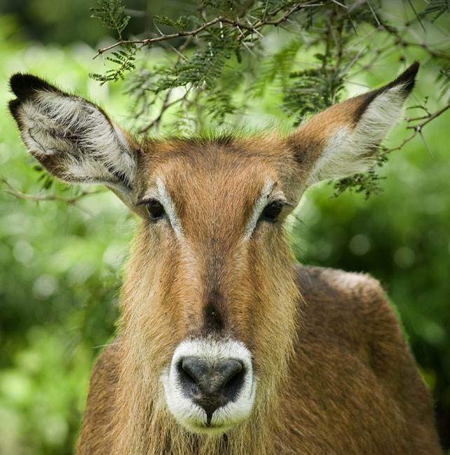 bush buck close up
