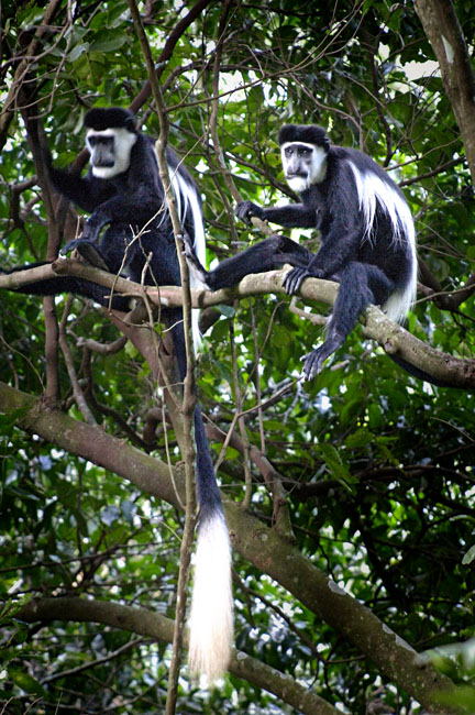 bw colubus pair tree