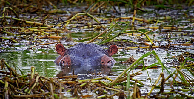 swamp hippo