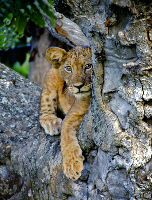 tree cub