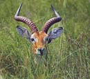 horns in grass