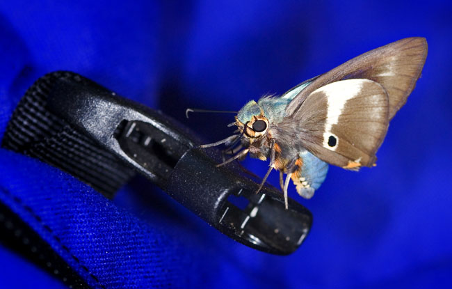 backpack buckle and butterfly