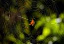 MDK_H_IN_gasteracanthinae sp_Madagascar Thorn Spider_001