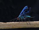 blue wasp