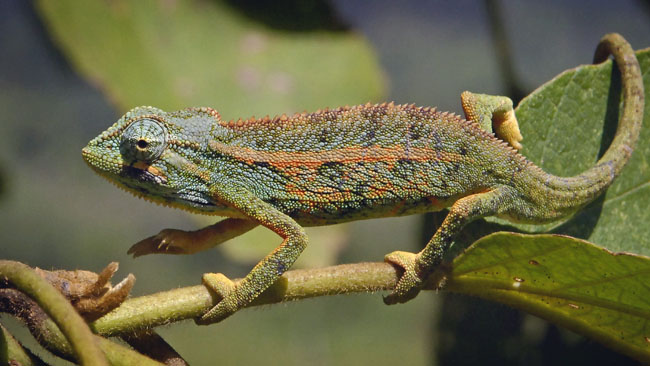 MDK_H_CH_Chamaeleo ellioti_Elliots Chameleon_001