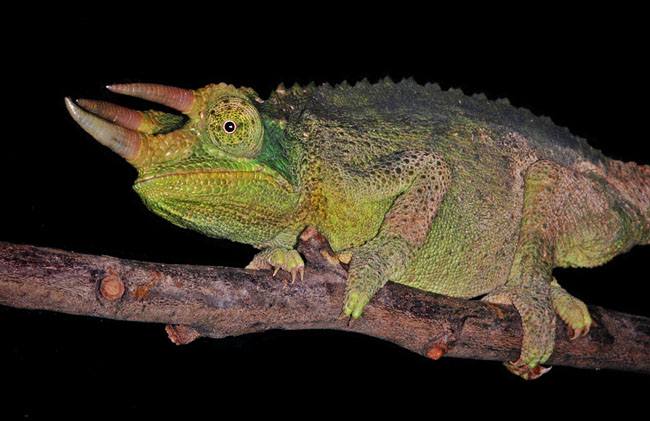 MDK_H_CH_Chameleo Jackonii_Jacksons Chameleon_001