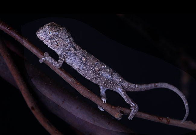 MDK_H_CH_Chameleo hoehnelli_Helmeted CHameleon_002