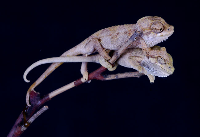 MDK_H_CH_Chameleo hoehnelli_Helmeted Chameleon_005_J&A