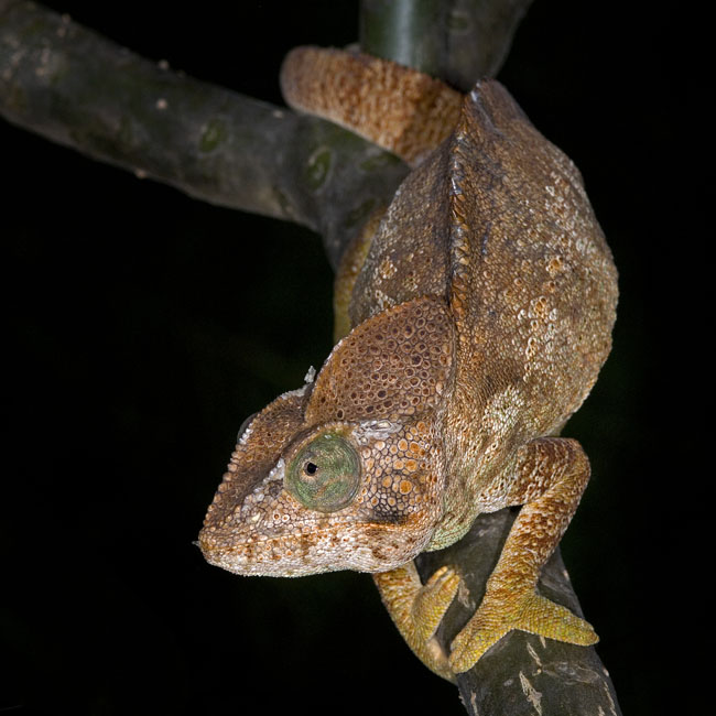 MDK_H_CH_Furcifer Oustaleti_Oustalet Chameleon_004_Big Daddy