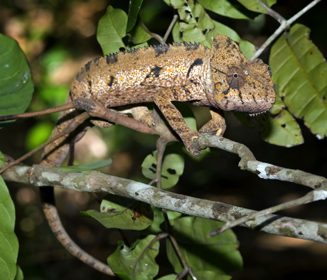 MDK_H_CH_Furcifer Oustaleti_Oustalet Chameleon_005_cTail