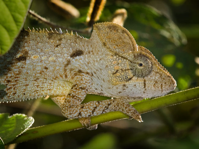 MDK_H_CH_Furcifer Oustaleti_Oustalet Chameleon_006_Lighted Brown