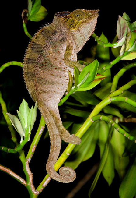 MDK_H_CH_Furcifer Paradalis_Ankify Panther CHameleon_002
