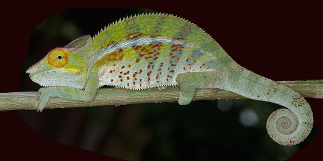 MDK_H_CH_Furcifer Paradalis_Ankify Panther Chameleon_001