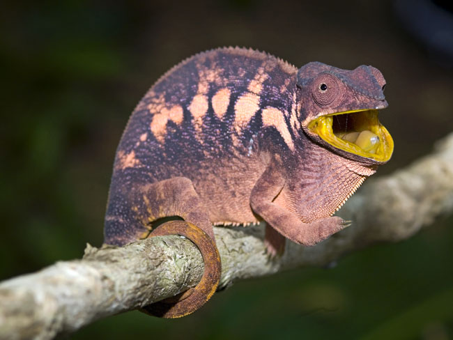 MDK_H_CH_Furcifer Paradalis_Female Panther Chameleon_004