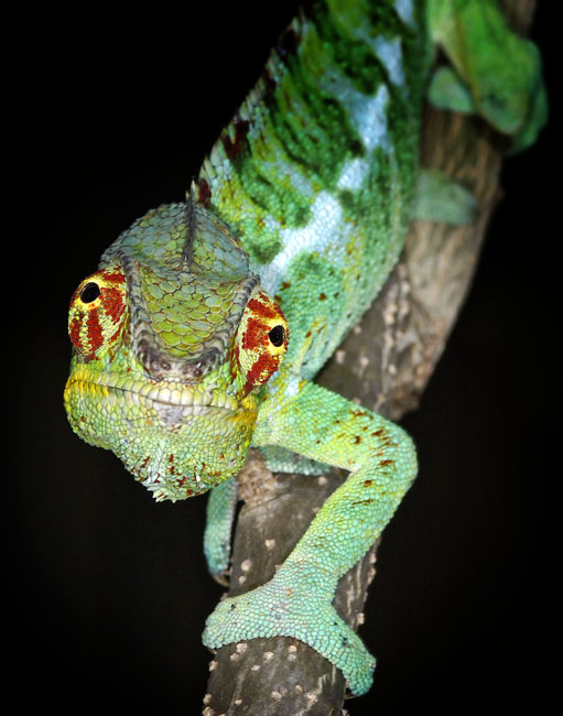 MDK_H_CH_Furcifer Paradalis_Nosy Komba Panther Chameleon_001