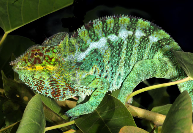 MDK_H_CH_Furcifer Paradalis_Panther CHameleon_006