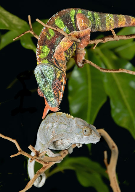 MDK_H_CH_Furcifer Paradalis_Panther CHameleon_008_Lovers Grasp