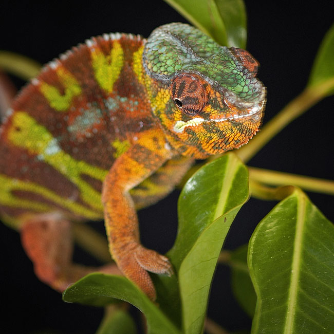 MDK_H_CH_Furcifer Paradalis_Panther Chameleon_002_CLowny