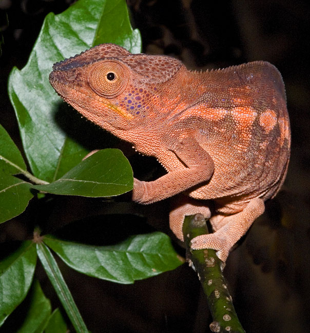 MDK_H_CH_Furcifer Paradalis_Panther Chameleon_004_orange girl