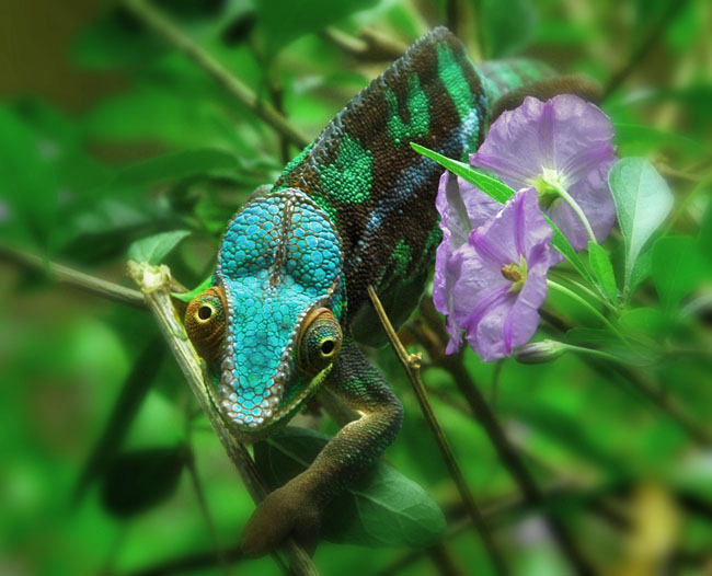 MDK_H_CH_Furcifer Paradalis_Panther Chameleon_007_pink flowers