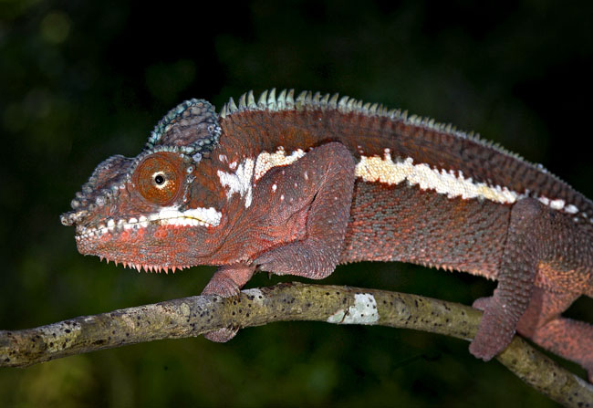 MDK_H_CH_Furcifer Paradalis_Pink Panther Chameleon_001