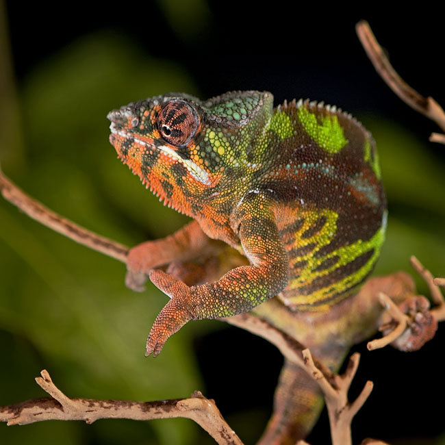 MDK_H_CH_Furcifer paradalis_Sambava Panther CHameleon_003_Clown Face