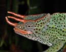 MDK_H_CH_Chameleo Trioceros deremensis_Giant Usambara 3 Horned Chameleon_001