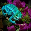 MDK_H_CH_Furcifer Paradalis_Panther Chameleon_001_Blue and Purple
