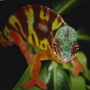 MDK_H_CH_Furcifer Paradalis_Panther Chameloen_Clowness