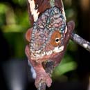 MDK_H_CH_Furcifer Paradalis_Pink Panther CHameleon_002