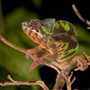 MDK_H_CH_Furcifer paradalis_Sambava Panther CHameleon_003_Clown Face