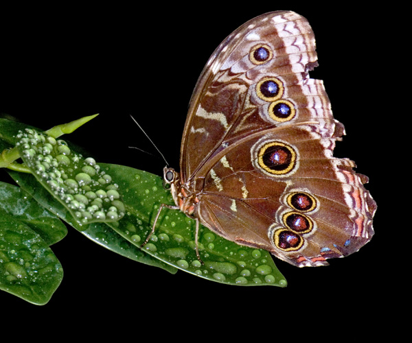 brown butter water drops