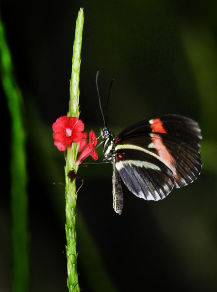 butterfly on a stick