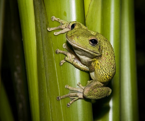 cuban tree frog