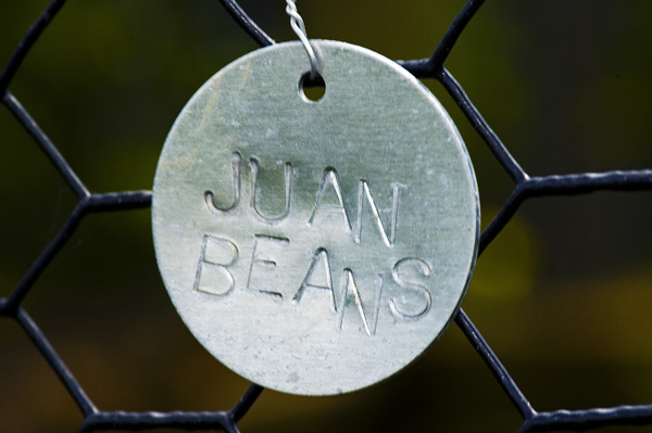 juan beans