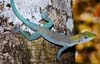 anole on the tree