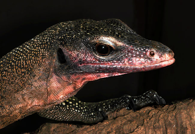 MDK_H_LZ_ Varanus jobiensis_Peach-throat monitor_001