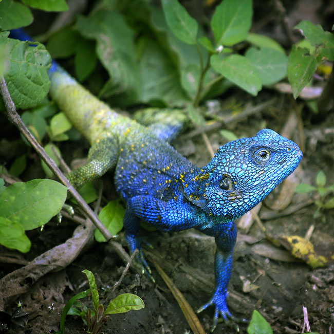 MDK_H_LZ_Acanthocerus atricollis_Blue Headed Tree Agama_002