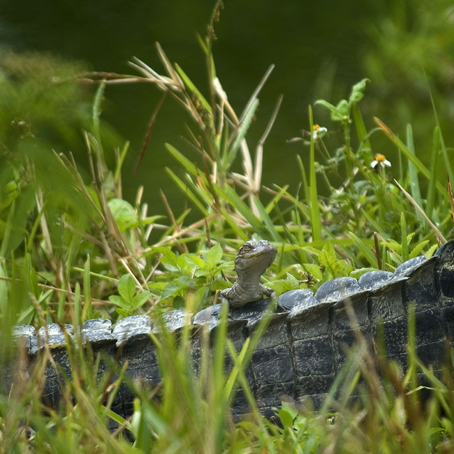MDK_H_LZ_Alligator mississippiensis _American Alligator_003_babybackgator