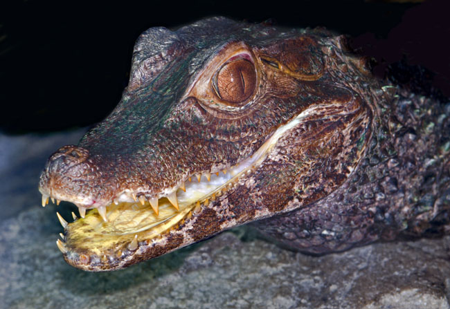 MDK_H_LZ_C Crocodilus_Spectacled caiman_002_Teefus