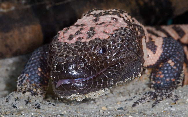 MDK_H_LZ_Heloderma suspectum_Gila Monstor_001