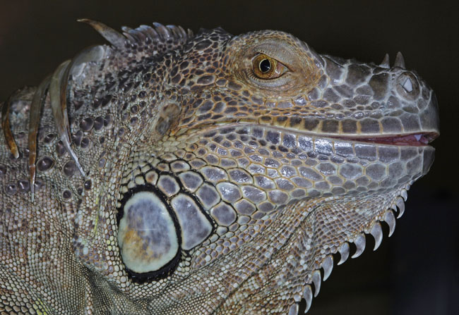 MDK_H_LZ_IGuana Iguana_Green Iguana_002