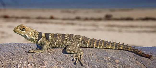 MDK_H_LZ_Oplurus spp._Madagascar Rock Dwelling Iguana_001