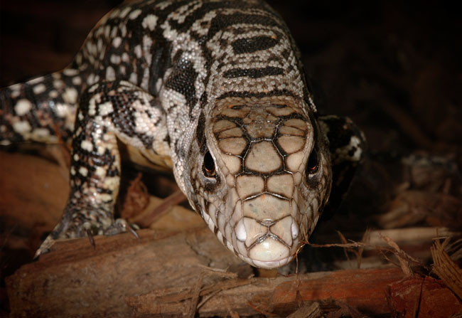 MDK_H_LZ_Tupinambis merianae_Argentinian Black and White TEgu_001