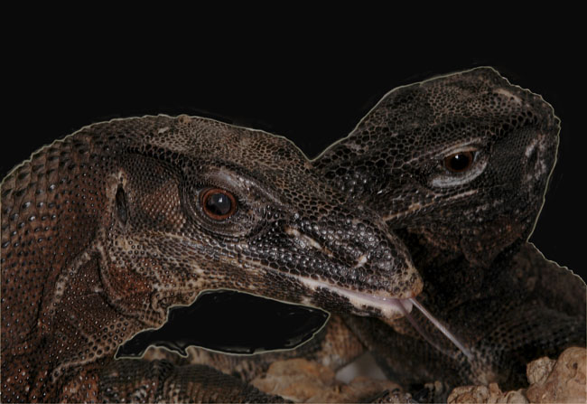MDK_H_LZ_Varanus rudicollis_Black Roughneck Monitor_003_B&W