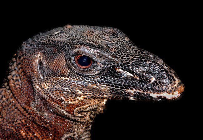 MDK_H_LZ_Varanus rudicollis_Black Roughneck Monitors_001