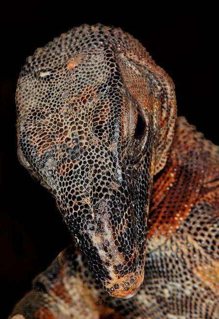 MDK_H_LZ_Varanus rudicollis_Black Roughneck Monitors_002