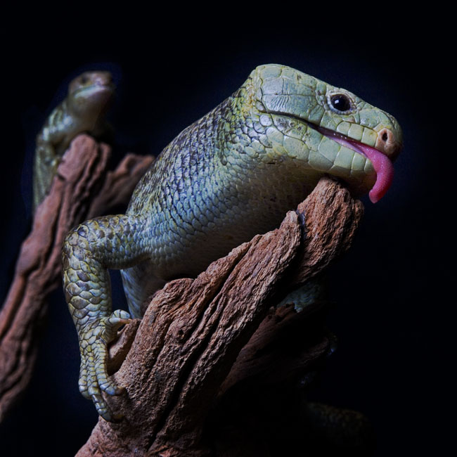 MDK_H_LZ_cpricoa zenrata_Solomon Ishand Prehensile tailed skink_001_w son
