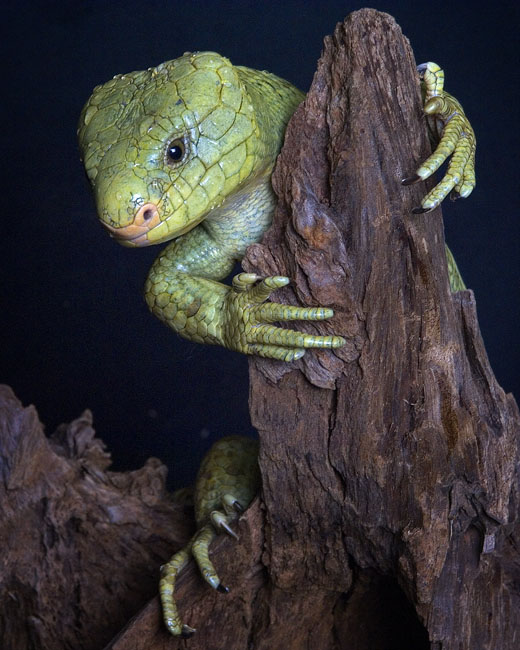 MDK_H_LZ_cpricoa zenrata_Solomon Ishand Prehensile tailed skink_003