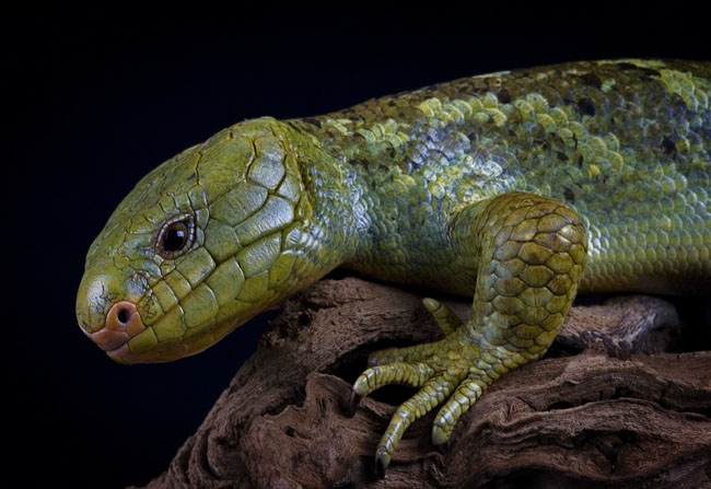 MDK_H_LZ_cpricoa zenrata_Solomon Ishand Prehensile tailed skink_005